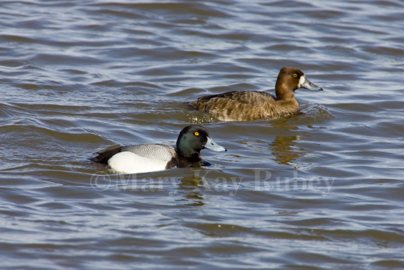 Lesser Scaup _S9S6006.jpg