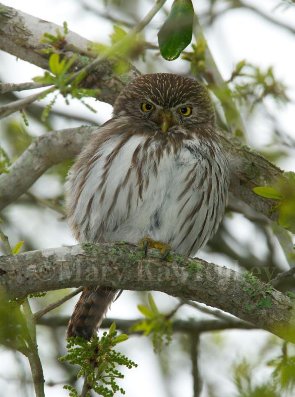 Ferruginous Pygmy-Owl 58FB6624.jpg