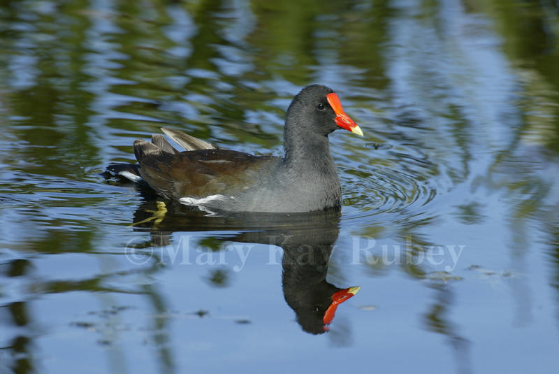 Common Moorhen 58FB0153.jpg