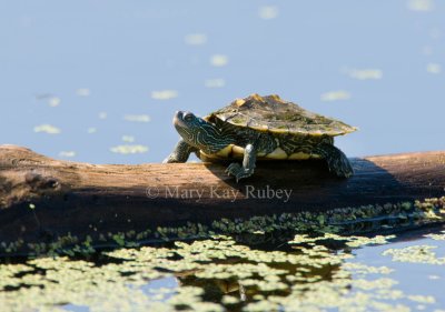 Ouachita Turtle  _I9I1981.jpg