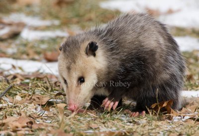 Opossum 0I9I0785.jpg