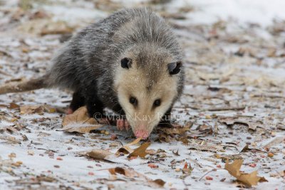 Opossum 0I9I0957.jpg