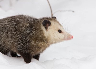 Opossum 0I9I1231.jpg