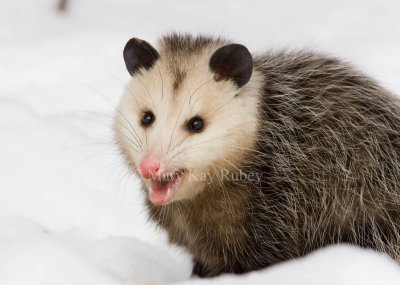 Opossum 0I9I1327.jpg