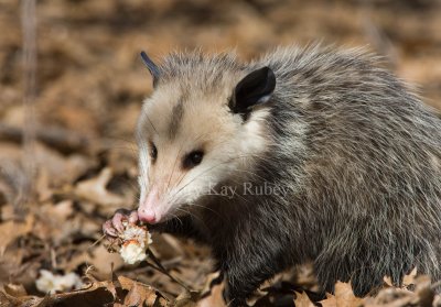 Opossum _11R1167.jpg