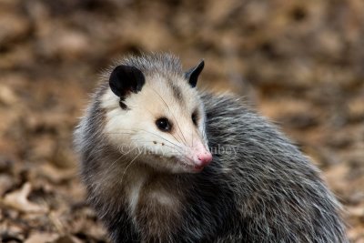 Opossum _11R1186.jpg