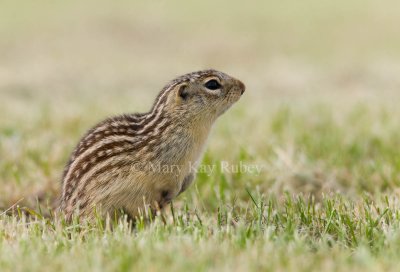 Thirteen-lined Ground-squirrel _I9I9770.jpg