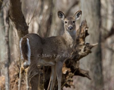 White-tailed Deer _11R3283.jpg