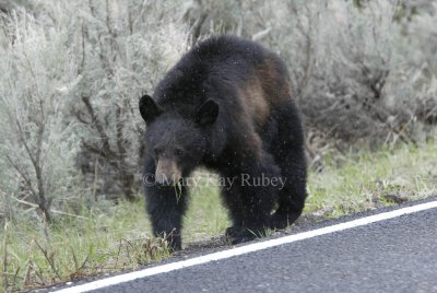 Black bear D4EC3665.jpg