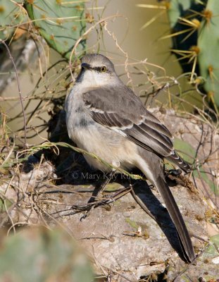 Northern Mockingbird _I9I8227.jpg