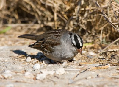 White-crowned Sparrow _I9I8360.jpg