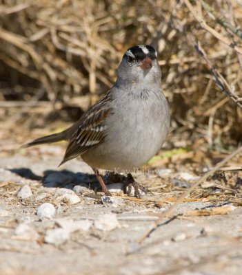 White-crowned Sparrow _I9I8361.jpg