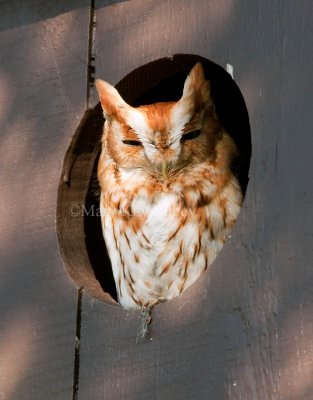 Eastern Screech Owl _I9I9534.jpg