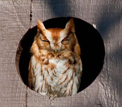 Eastern Screech Owl _11R9876.jpg