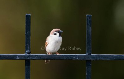 Eurasian Tree Sparrow _11R9988.jpg