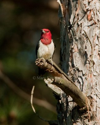 Red-headed Woodpecker _11R6397.jpg