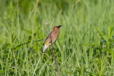 Cedar Waxwing _11R2395.jpg