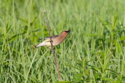 Cedar Waxwing _11R2399.jpg