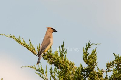 Cedar Waxwing _I9I0184.jpg