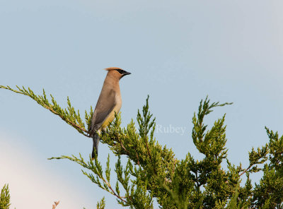 Cedar Waxwing _I9I0187.jpg