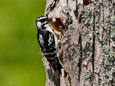 Downy Woodpecker with spider _11R2568.jpg