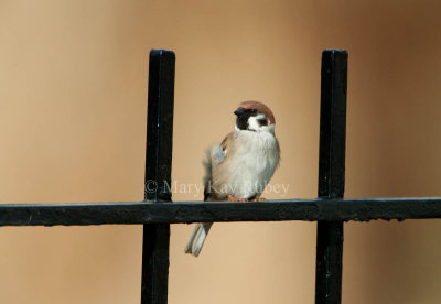Eurasian Tree Sparrow _11R0019.jpg