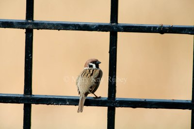Eurasian Tree Sparrow _11R9972.jpg