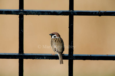 Eurasian Tree Sparrow _11R9979.jpg
