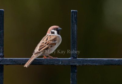 Eurasian Tree Sparrow _11R9980.jpg