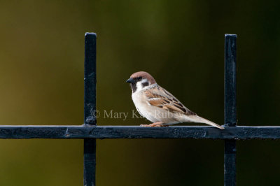 Eurasian Tree Sparrow _11R9985.jpg