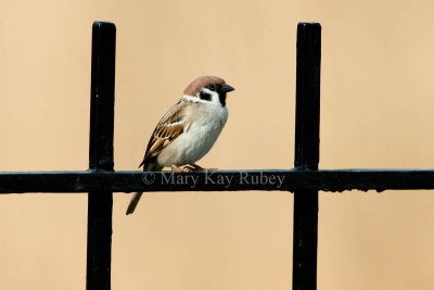Eurasian Tree Sparrow _11R9996.jpg