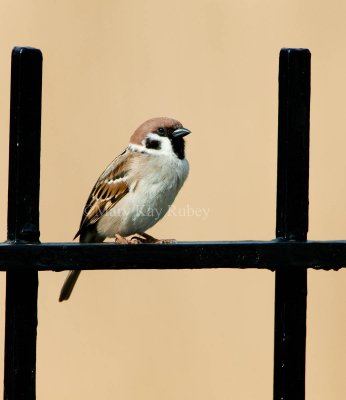 Eurasian Tree Sparrow _11R9997.jpg