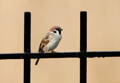 Eurasian Tree Sparrow _11R9998.jpg