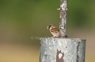 Eurasian Tree Sparrow _I9I4173.jpg