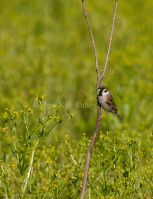 Eurasian Tree Sparrow _I9I4174.jpg