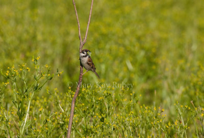 Eurasian Tree Sparrow _I9I4175.jpg