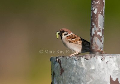 Eurasian Tree Sparrow _I9I4182.jpg