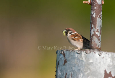 Eurasian Tree Sparrow _I9I4183.jpg