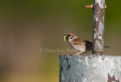 Eurasian Tree Sparrow _I9I4186.jpg