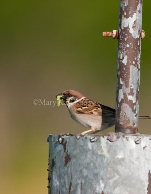 Eurasian Tree Sparrow _I9I4187.jpg