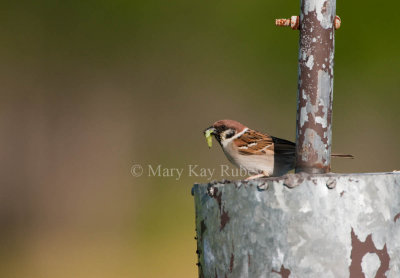 Eurasian Tree Sparrow _I9I4188.jpg