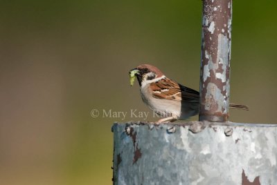 Eurasian Tree Sparrow _I9I4192.jpg
