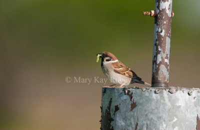 Eurasian Tree Sparrow _I9I4204.jpg