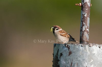 Eurasian Tree Sparrow _I9I4205.jpg