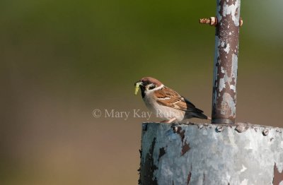 Eurasian Tree Sparrow _I9I4208.jpg