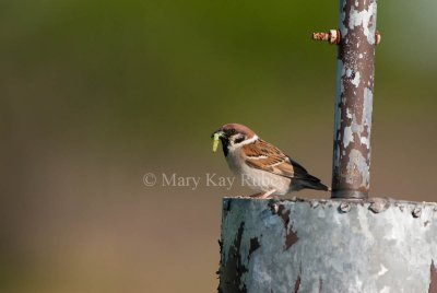 Eurasian Tree Sparrow _I9I4209.jpg