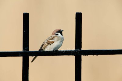 _Eurasian Tree Sparrow _11R0012.jpg