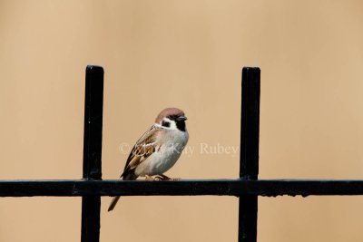 _Eurasian Tree Sparrow _11R9993.jpg