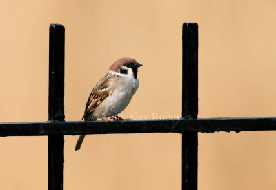 _Eurasian Tree Sparrow _11R9999.jpg