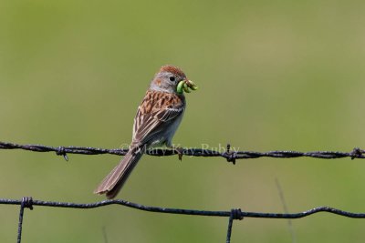 Field Sparrow _11R9671.jpg